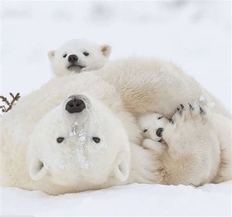 Un Bear Ably Cute Photos Of Momma Bears Teaching Their Cubs How To Bear