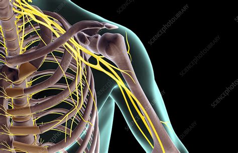 The Nerves Of The Shoulder Stock Image F0019642 Science Photo