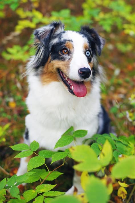 14 Beautiful Dogs With Different Colored Eyes Different Colored Eyes