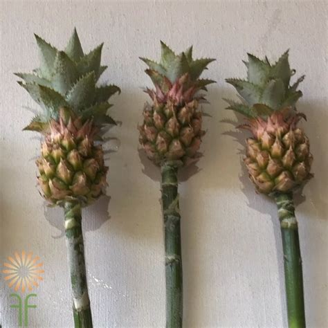 Mini Ornamental Pineapple Wholesale Flowers And Diy Wedding Flowers