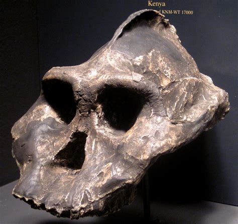 Paranthropus Aethiopicus Fossil Hominid Nachukui Formatio Flickr