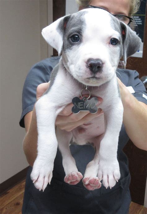 6 Week Old Pitbull Puppy
