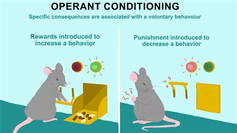 Bf Skinner And Operant Conditioning Operant Conditioning Bf Skinner