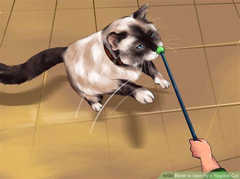 How to Identify a Ragdoll Cat: 10 Steps (with Pictures)