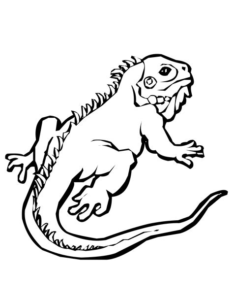 Coloring Pages Of Lizards