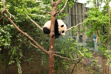 Panda Cub Stuck In The Tree Victor Flickr
