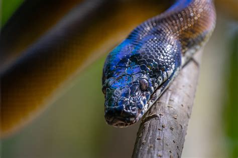 White Lipped Python Care Guide Habitat Diet Facts Reptile Craze