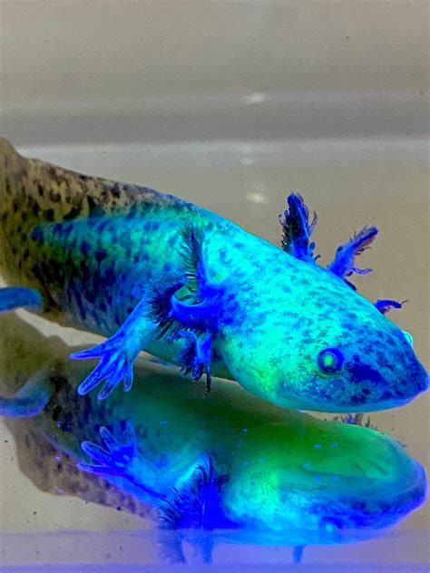 Highlight Spotted Gfp Wild Type Sub Adult 2 Ivys Axolotls Quality