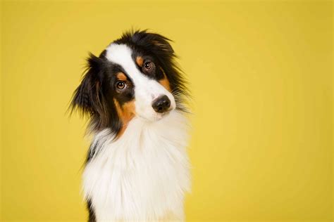 Dog Shutterstock Make Calm Lovely