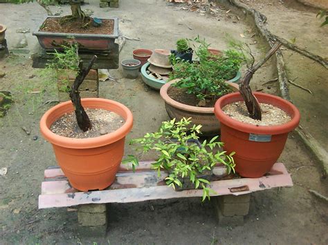Tanahnya boleh dibuang habis 100%. PEDAS AGRO FARM: Base Terbaru Bonsai "cucur Atap"