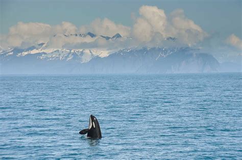 14 Best Places To See Orcas In The Wild Across The World Nomad Paradise