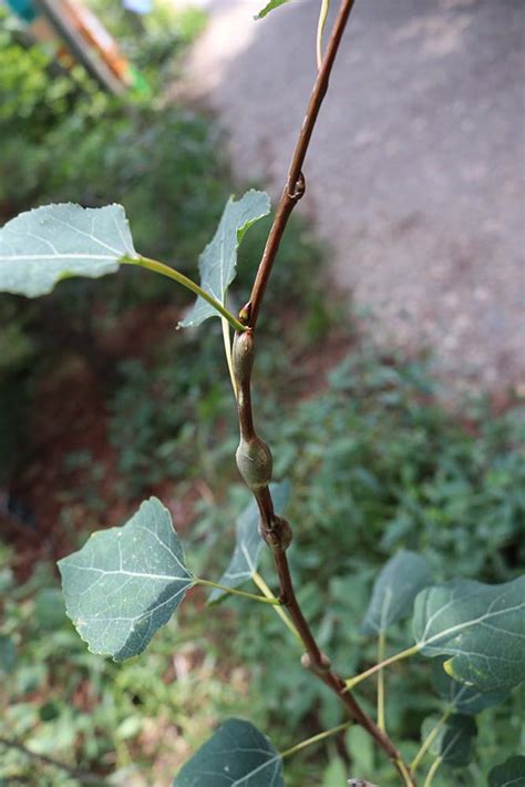 Oh The Gall Strange Growths On Leaves Denver Botanic Gardens