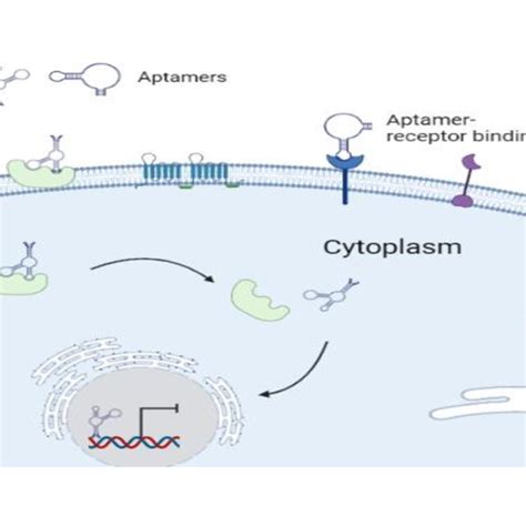 Schematic Illustration Of Therapeutic Potential Of Aptamers Targeted To