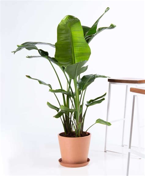 11 Best Large Indoor Plants You Must Have In Your Home