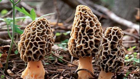 Time for 'Shroomers to seek morel mushrooms | WTVC