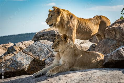Foto De Male Lion Panthera Leo Stands Behind Lioness On Rock Kleins