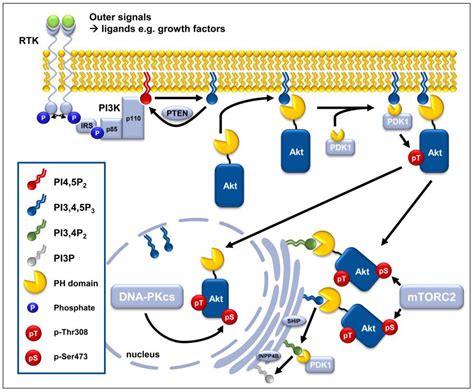 cancers free full text new insights into protein kinase b akt signaling role of localized