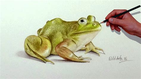 How To Draw A Frog With Simple Colored Pencils Youtube