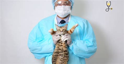 Gastroenteritis In Cats All You Need To Know Go Kitties