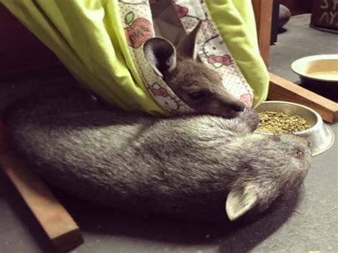 Oʀᴘʜᴀɴᴇᴅ Kangaroo And Wombat Build A Special Bond We Love Animals