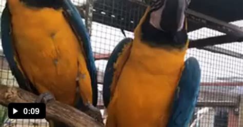 Blue And Yellow Macaws Commonly Mate For Life They Hold Hands Er