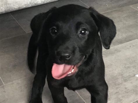 Black Labrador Puppies For Sale Mn Beautiful Labrador Puppies For