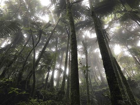 Free Download Hd Wallpaper Low Angle Photo Of Trees Rain Forest