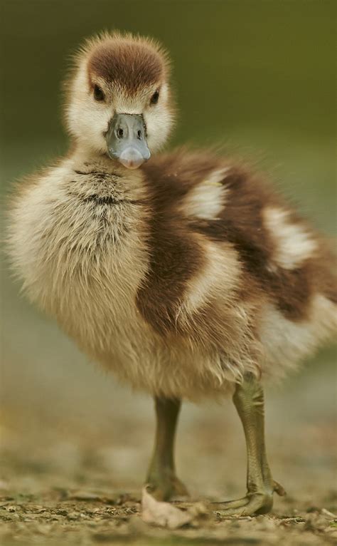 Portrait Of A Cute Young Goose About Wild Animals
