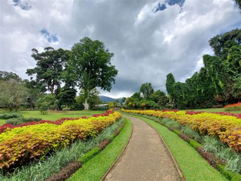 Royal Botanical Gardens Peradeniya All You Should Know About It