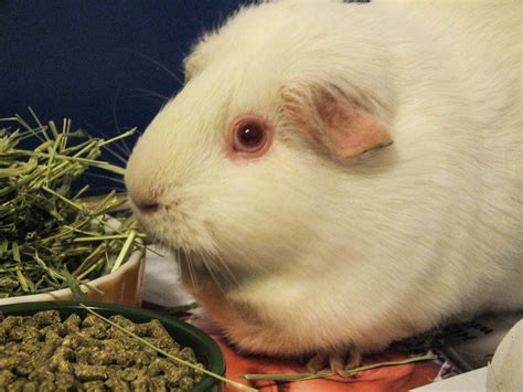 Guinea Pigs Cavy Club Tips And Pics Breeds And Varieties Of Guinea Pigs