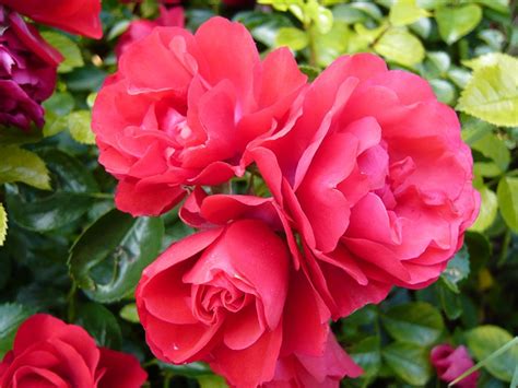 Buy Online Flower Carpet Rose Scarlet Ashwood Nurseries