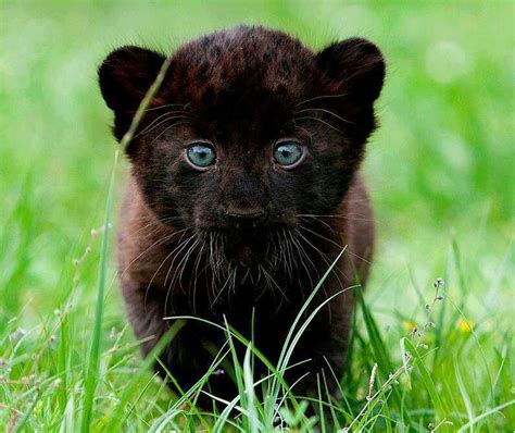 Black Panther Baby Animal Photos Pinterest