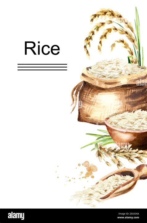 White Rice Template Watercolor Hand Drawn Illustration Isolated On