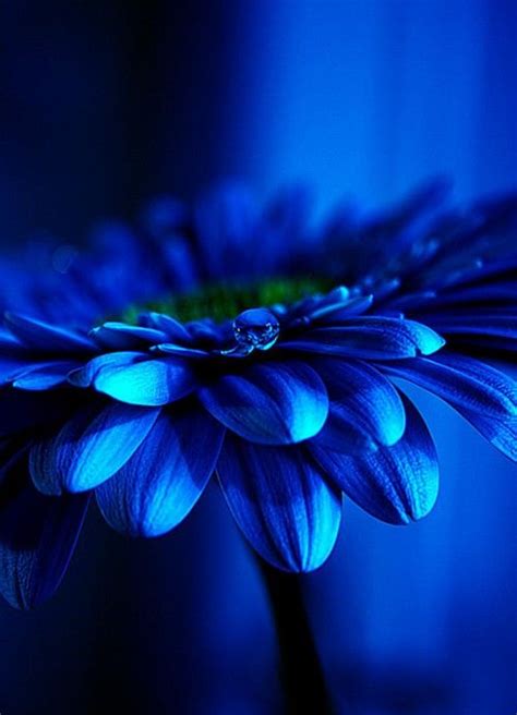 Blue And Beautiful Into Blue Pinterest Blue Blue