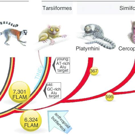 Pdf Genome Sequence Of The Basal Haplorrhine Primate Tarsius Syrichta