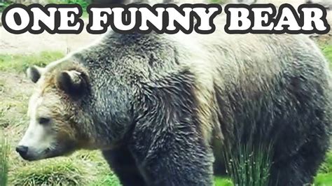 Big Brown Grizzly Bear Bears San Francisco Zoo