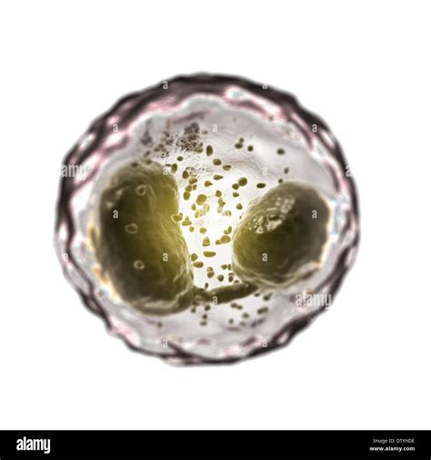 Eosinophil Cell Stock Photo Alamy