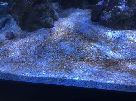 Anyone Help Me Id This Brown Algae On Sand Bed Reef2reef Saltwater