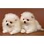 Adorable Puppies  Wallpaper 22289943 Fanpop