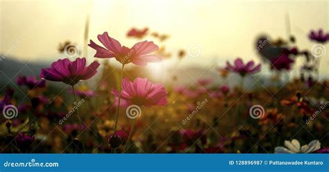 Blooming Beautiful Pink Cosmos Flowers Garden Against Warm Sunlight