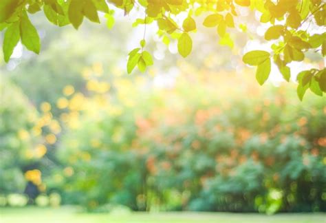 Blurred Park With Bokeh Light Nature Background Photo Premium Download