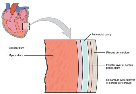 Heart Anatomy · Anatomy And Physiology