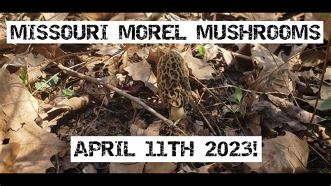 Missouri Morel Mushrooms April 11th 2023 Youtube