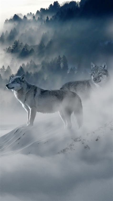 Wolf Wallpaper For Iphone 11 Pro Max X 8 7 6 Free Download On