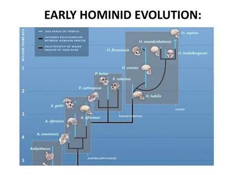 Ppt Early Hominid Evolution Powerpoint Presentation Free Download