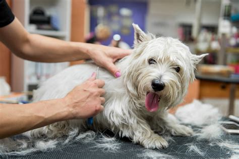 Blow Out Top 4 Grooming Services For Your Pet Full Service Pet