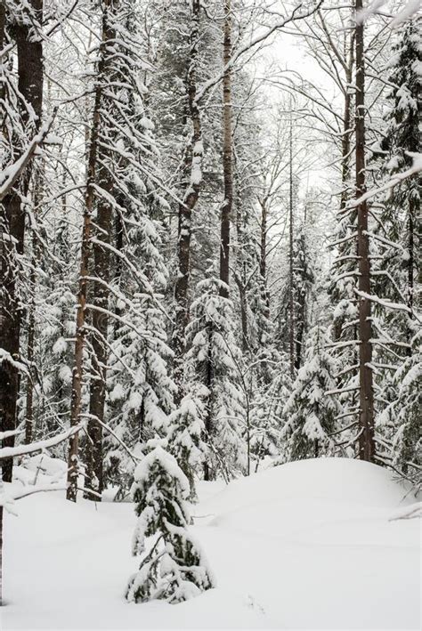 Snow Covered Coniferous White Forest After A Night Of Snowfall And