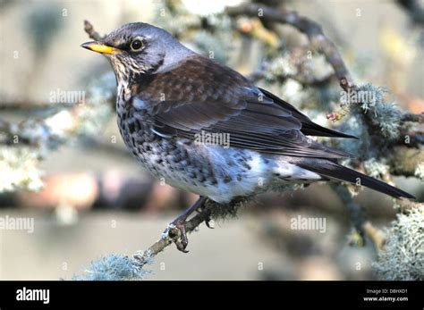 Fieldfare In Winterfieldfare Turdus Pilaris Winter Thrush Bird Birds