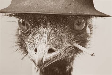 Pin By Kkye Hall On Great Emu War Ref Emu War Emu War