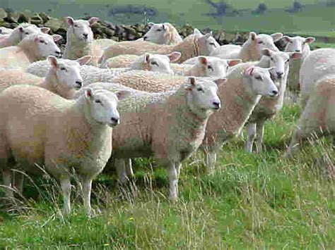 Lleyn Sheep Alchetron The Free Social Encyclopedia